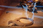 Welt der Reptilien in der Wiedingsburghalle (Foto: nnz-City Scout: Sven G&auml;mkow)