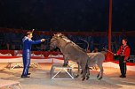 Circus Rolina gastiert in Nordhausen  (Foto: nnz-City Scout: Sven G&auml;mkow)