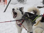 Schlittenhunderennen 2016 in Benneckenstein (Foto: Peter Blei) Schlittenhunderennen 2016 in Benneckenstein (Foto: Peter Blei)