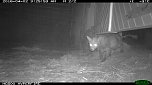Fuchs auf Beutejagd (Foto: privat)