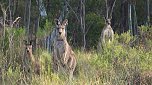 Grausame Jagd auf K&auml;ngurus (Foto: Greg Keightley)