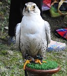 Barockes Gartenfest im Labyrinth (Foto: Peter Blei) Barockes Gartenfest im Labyrinth (Foto: Peter Blei)