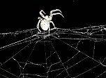 Spinnen im Mondschein am Goitzsche See (Foto: Peter Blei) Spinnen im Mondschein am Goitzsche See (Foto: Peter Blei)