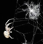 Spinnen im Mondschein am Goitzsche See (Foto: Peter Blei) Spinnen im Mondschein am Goitzsche See (Foto: Peter Blei)