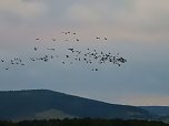 Flugshow der Kraniche (Foto: Peter Blei)