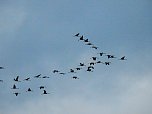 Flugshow der Kraniche (Foto: Peter Blei)