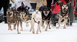 Schlittenhunderennen in Hasselfelde (Foto: Peter Blei)