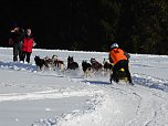 Schlittenhunderennen in Benneckenstein (Foto: Peter Blei)