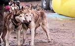 Schlittenhunderennen in Pullmann City II (Foto: Peter Blei)