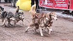 Schlittenhunderennen in Pullmann City II (Foto: Peter Blei)