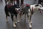 Hundeschlittenrennen in Pullman City (Foto: Peter Blei)
