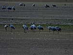 Kraniche am Stausee (Foto: P.Blei)