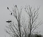 Kormorane am Stausee (Foto: U.Reinboth)