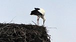 Erster Storch in der Goldenen Aue (Foto: Ulrich Reinboth) Erster Storch in der Goldenen Aue (Foto: Ulrich Reinboth)