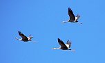 Sie fliegen wieder ein (Foto: Ulrich Reinboth)