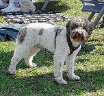 Clubschau am Stausee (Foto: Ulrich Reinboth) Clubschau am Stausee (Foto: Ulrich Reinboth)