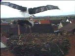 Jetzt sind es zwei St&ouml;rche (Foto: Andreas Rzehak)