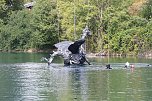 Drachen-Alarm am Sundh&auml;user Kiesteich (Foto: S.Dietzel)