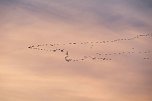 Kranichrast am Stausee (Foto: Peter Blei) Kranichrast am Stausee (Foto: Peter Blei)