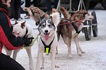 Hundeschlittenrennen im Harz (Foto: Peter Blei)