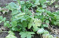 Bild: Rettiche im Garten