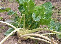 Bild: Kohlrabi &uuml;berwintert