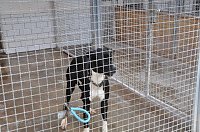 Weihnachtsmarkt im Tierheim Bild: Weihnachtsmarkt im Tierheim