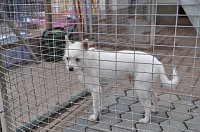 Weihnachtsmarkt im Tierheim Bild: Weihnachtsmarkt im Tierheim