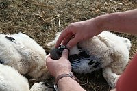 Bild: Jungst&ouml;rche werden beringt