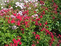 105 Jahre Europa-Rosarium Bild: 105 Jahre Europa-Rosarium