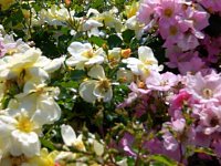 105 Jahre Europa-Rosarium Bild: 105 Jahre Europa-Rosarium