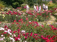 105 Jahre Europa-Rosarium Bild: 105 Jahre Europa-Rosarium