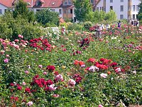 105 Jahre Europa-Rosarium Bild: 105 Jahre Europa-Rosarium