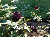 105 Jahre Europa-Rosarium Bild: 105 Jahre Europa-Rosarium