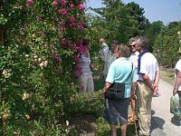 105 Jahre Europa-Rosarium Bild: 105 Jahre Europa-Rosarium