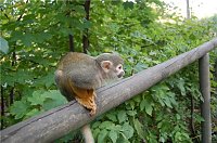 Bild: Affenwald Erlebnispark Strau&szlig;berg