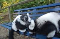 Bild: Affenwald Erlebnispark Strau&szlig;berg