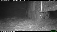 Bild: Fuchs auf Beutejagd
