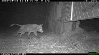 Bild: Fuchs auf Beutejagd