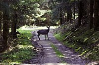 Bild: Unterwegs im Naturpark S&uuml;dharz