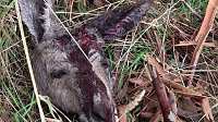 Bild: Grausame Jagd auf K&auml;ngurus