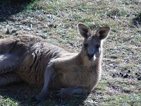 Bild: Grausame Jagd auf K&auml;ngurus