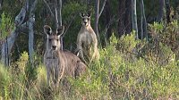 Bild: Grausame Jagd auf K&auml;ngurus