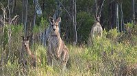 Bild: Grausame Jagd auf K&auml;ngurus