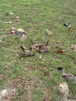 Bild: Grausame Jagd auf K&auml;ngurus