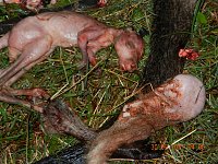 Bild: Grausame Jagd auf K&auml;ngurus