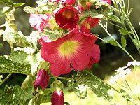 Bild: Die Rosenburg