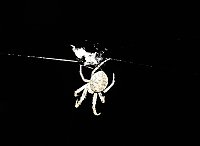 Spinnen im Mondschein am Goitzsche See Bild: Spinnen im Mondschein am Goitzsche See