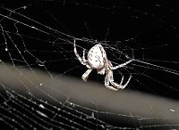 Spinnen im Mondschein am Goitzsche See Bild: Spinnen im Mondschein am Goitzsche See