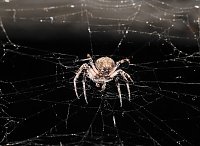 Spinnen im Mondschein am Goitzsche See Bild: Spinnen im Mondschein am Goitzsche See